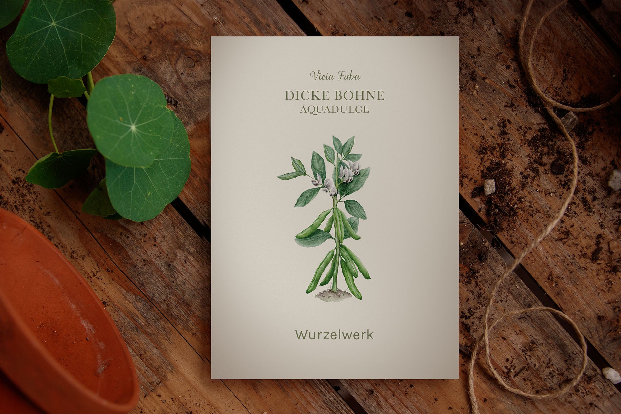 Dicke Bohne Aqua Dulce