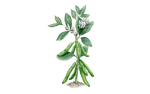 Illustration Dicke Bohne "Aquadulce"