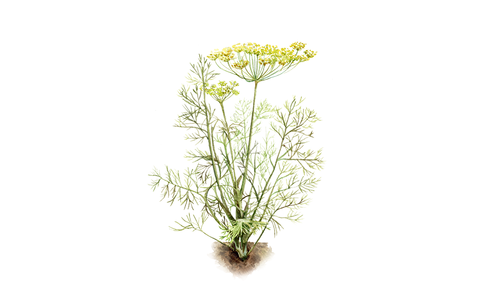 Illustration Dill