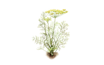 Illustration Dill