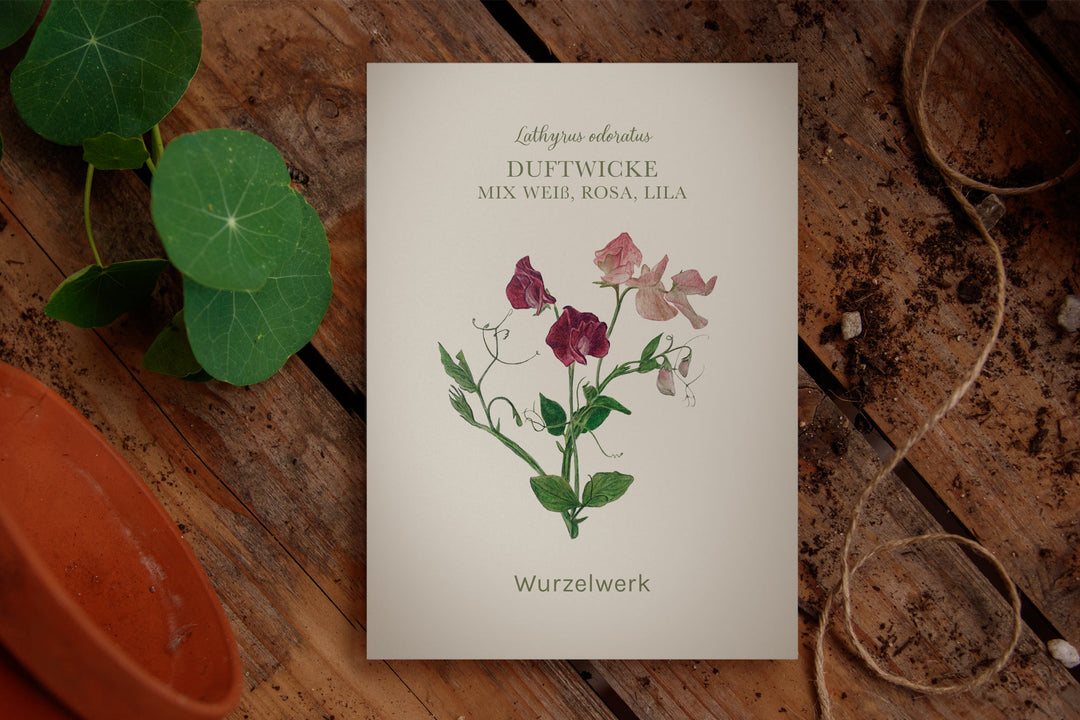 Duftwicke Mix weiß, rosa, lila