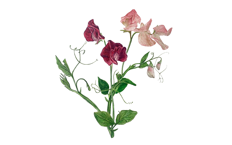 Duftwicke Mix weiß, rosa, lila