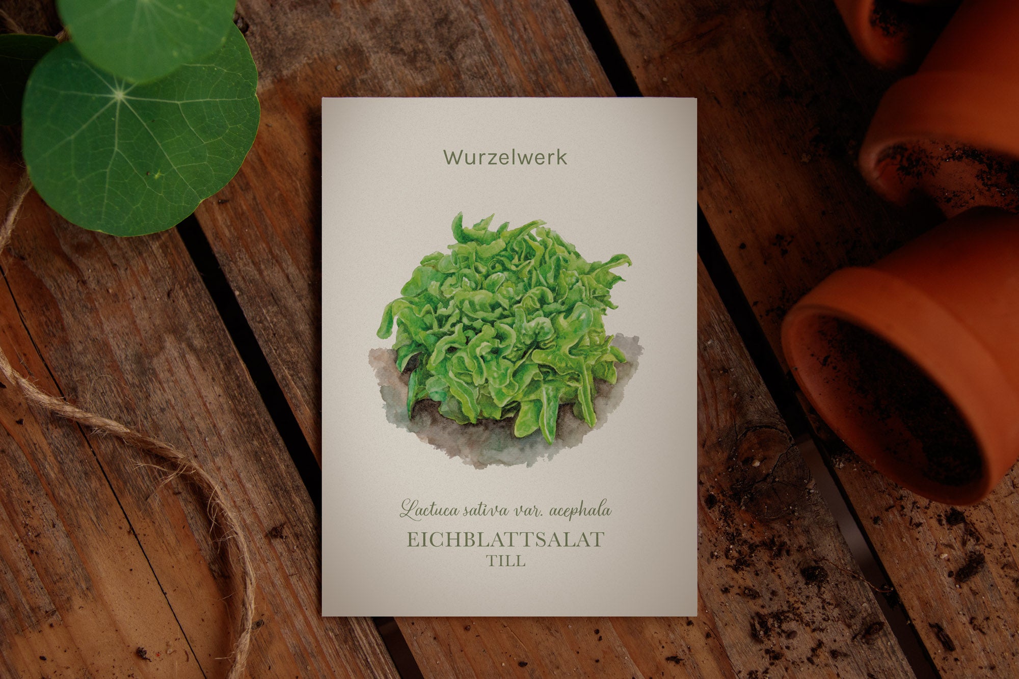 Eichblattsalat ‘Till’