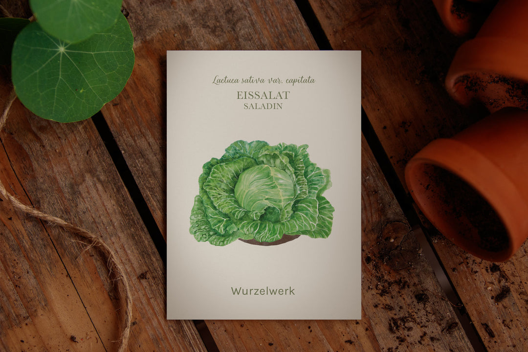 Saatguttütchen Eissalat "Saladin"