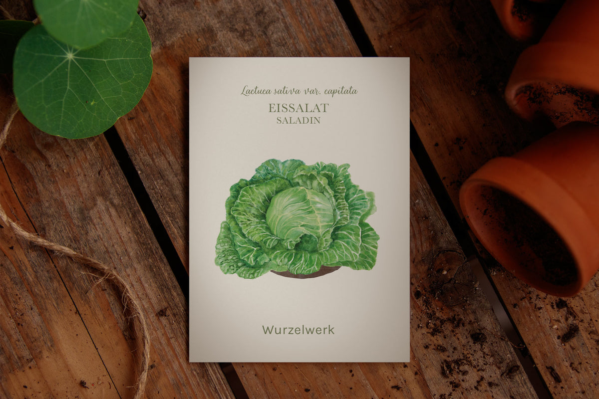 Saatguttütchen Eissalat "Saladin"