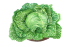 Illustration Eissalat "Saladin"