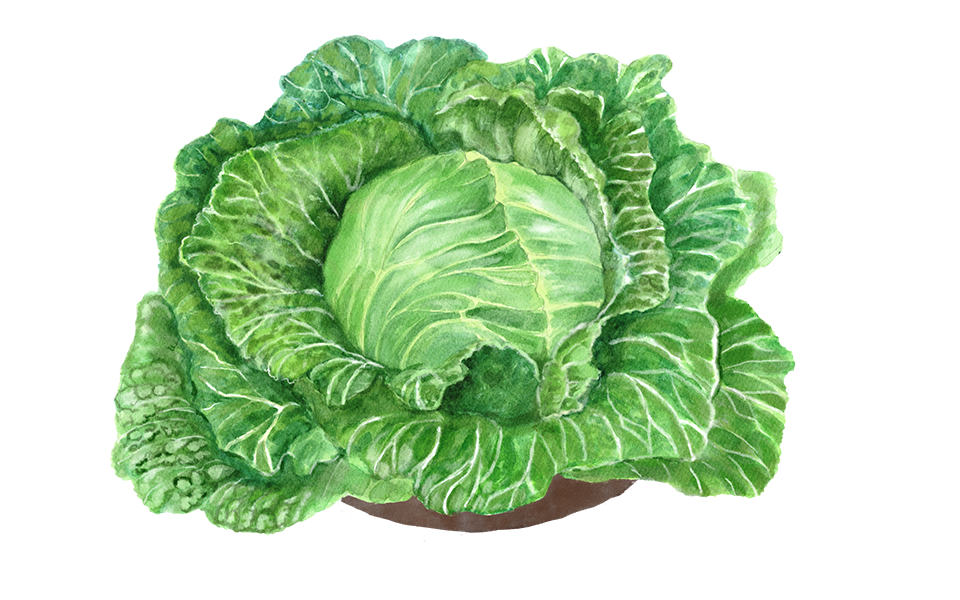 Illustration Eissalat "Saladin"