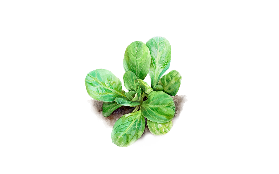 Illustration Feldsalat "Dunkelgrüner Vollherziger"