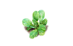Illustration Feldsalat "Dunkelgrüner Vollherziger"