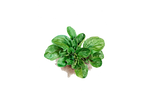 Illustration Feldsalat "Vertede Cambrai"