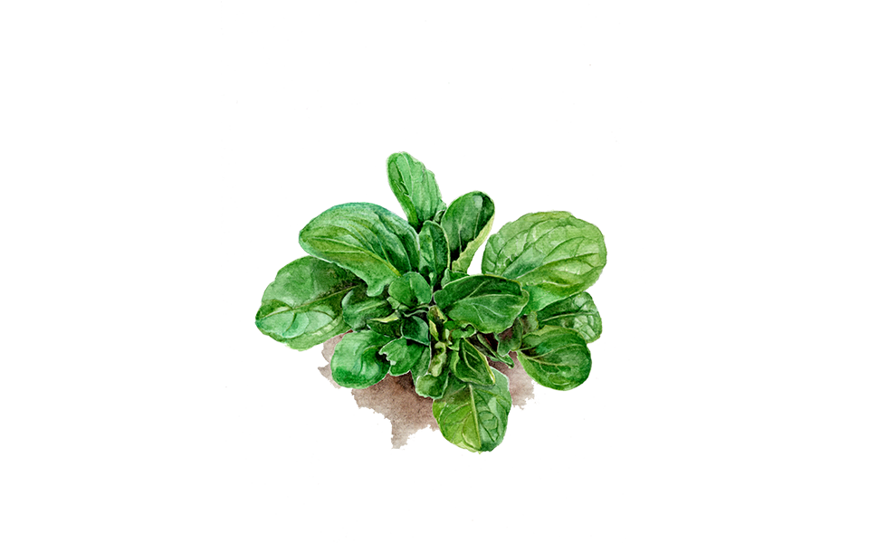 Illustration Feldsalat "Vertede Cambrai"