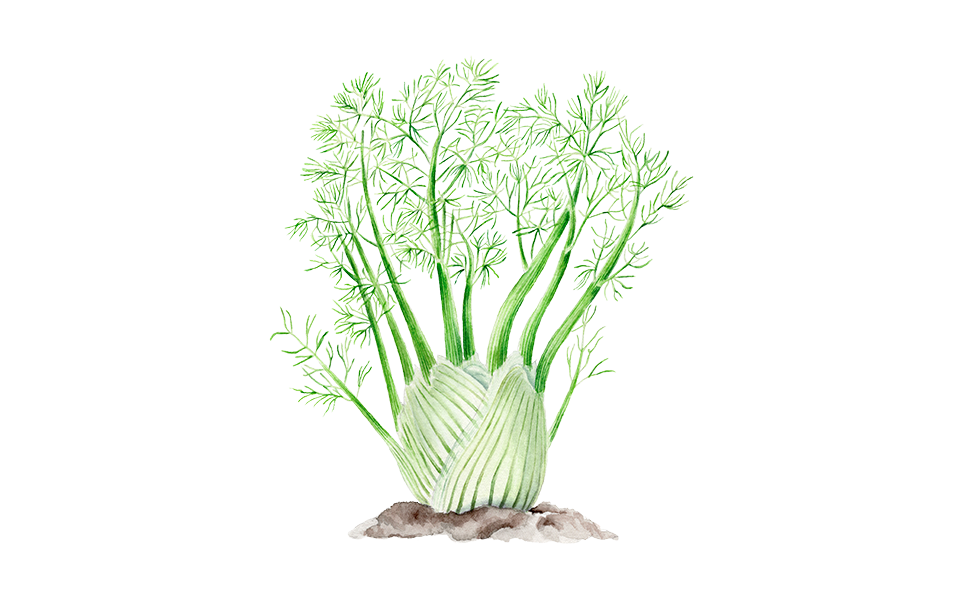 Illustration Fenchel "Selma"