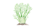 Illustration Fenchel "Selma"