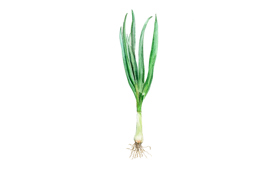 Illustration Frühlingszwiebel