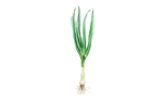 Illustration Frühlingszwiebel
