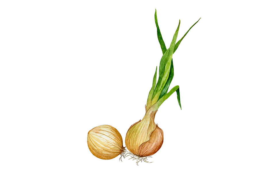 Illustration Fruhlingszwiebel "Sturon"