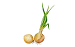 Illustration Fruhlingszwiebel "Sturon"