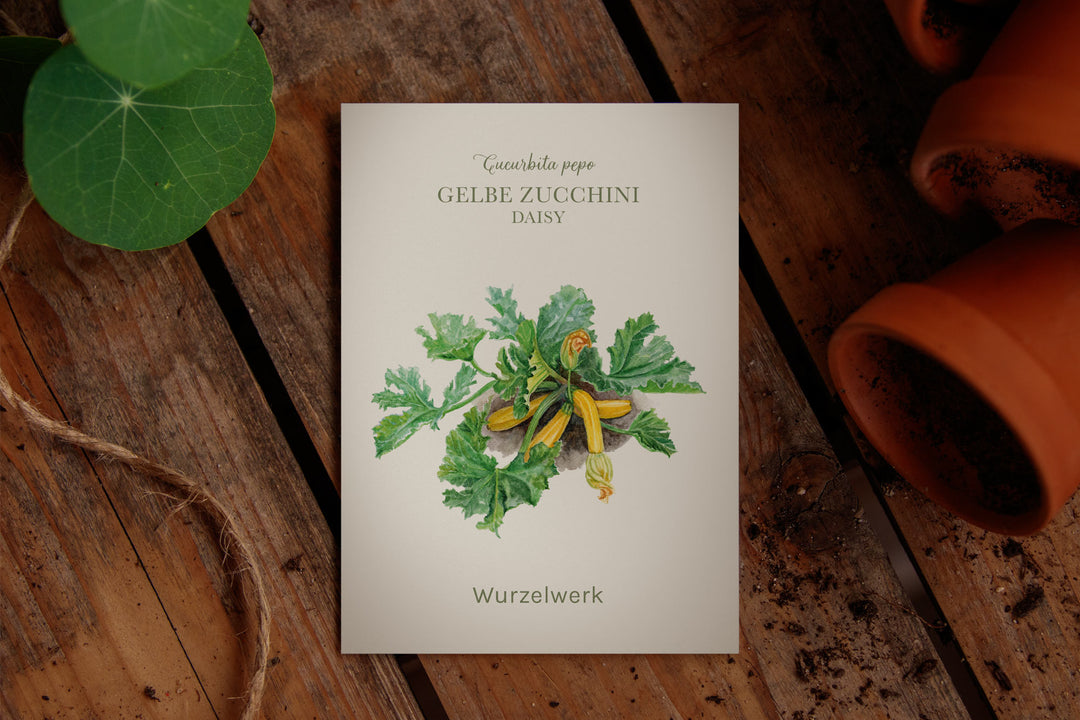 Saatgut Gelbe Zucchini "Daisy"