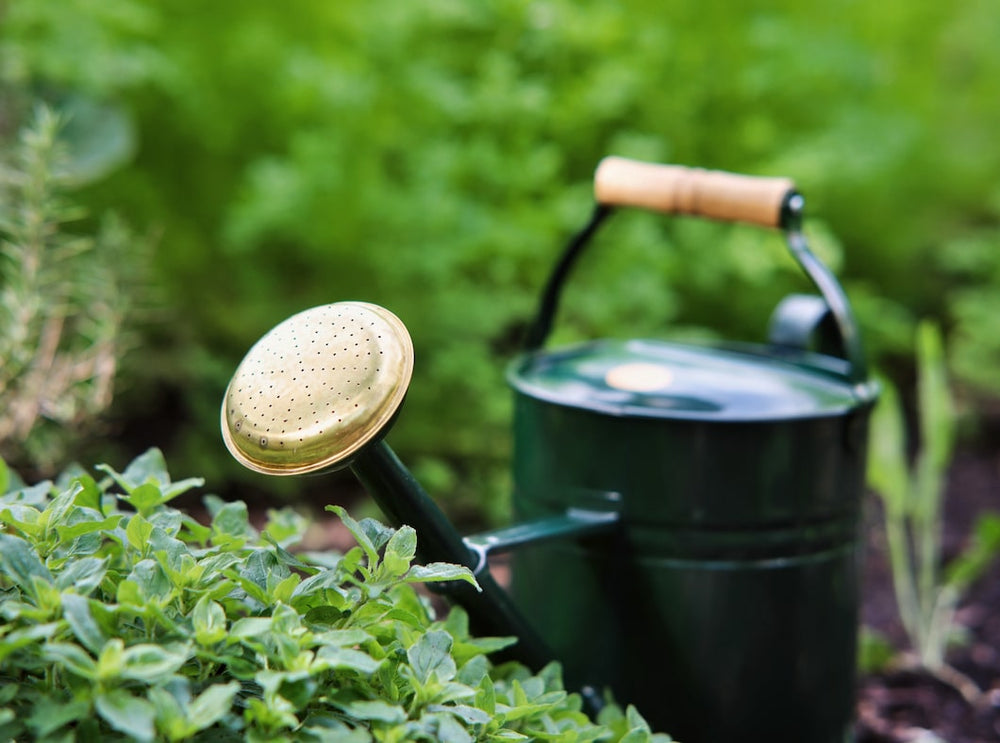 Gießkanne (grün & schwarz)