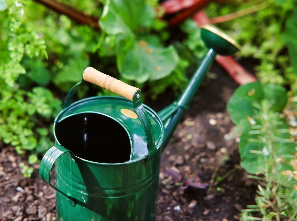 Gießkanne (grün & schwarz)