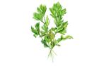 Illustration Glatte Petersilie
