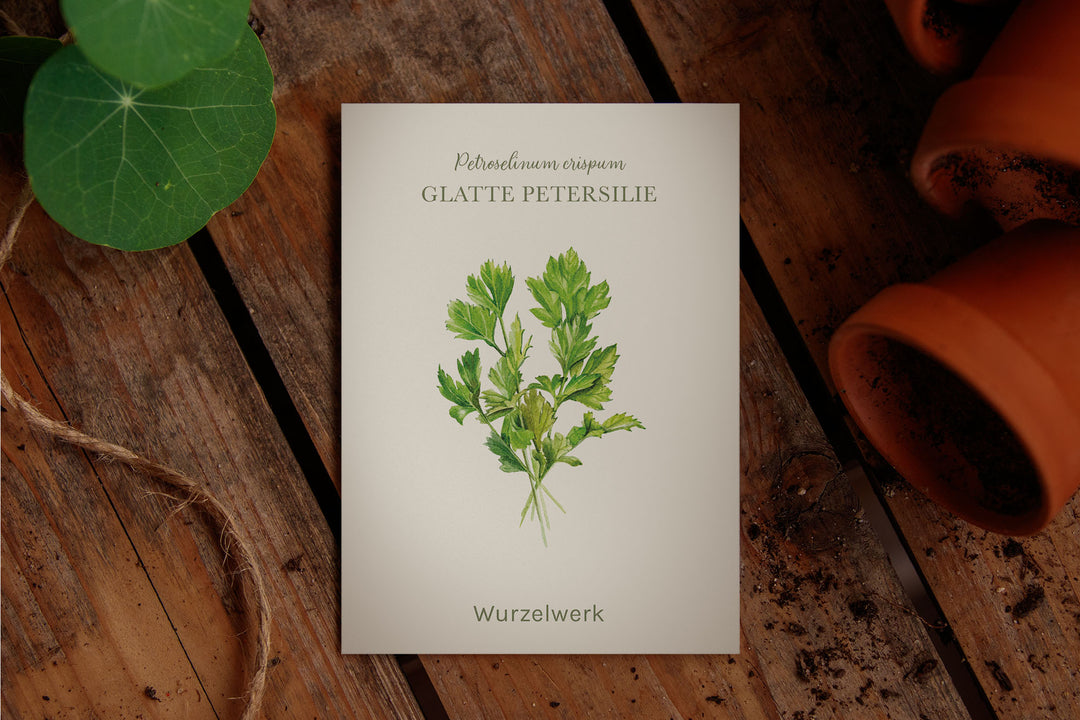 Saatguttütchen Glatte Petersilie