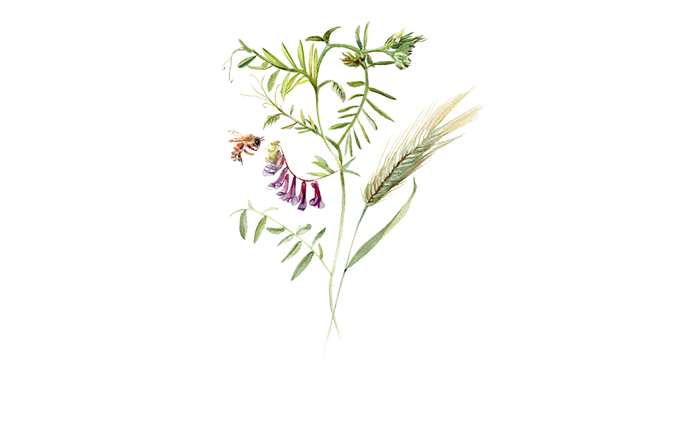 Illustration Gründünger "Wickroggen"