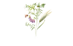 Illustration Gründünger "Wickroggen"