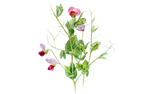 Illustration Gründünger