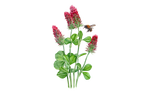 Illustration Gründünger