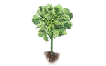 Illustration Grünkohl "Ostfriesische Palme"