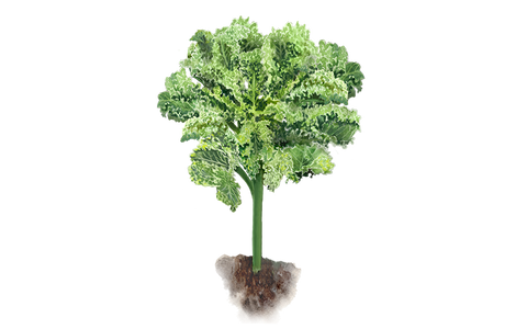 Grünkohl 'Ostfriesische Palme'