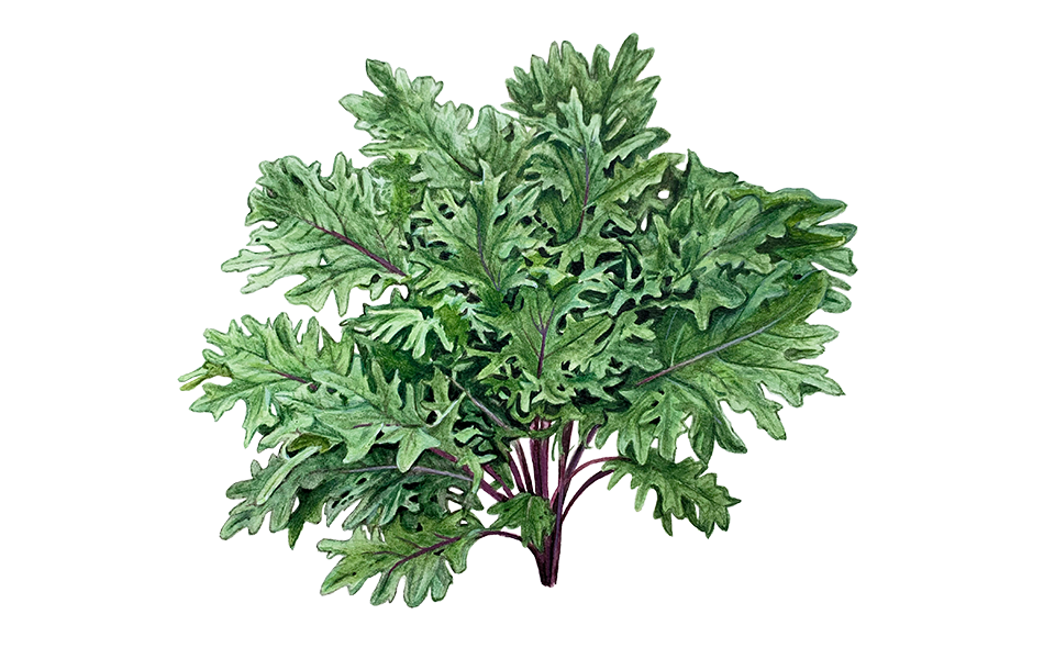 Illustration Grünkohl "Red Russian"