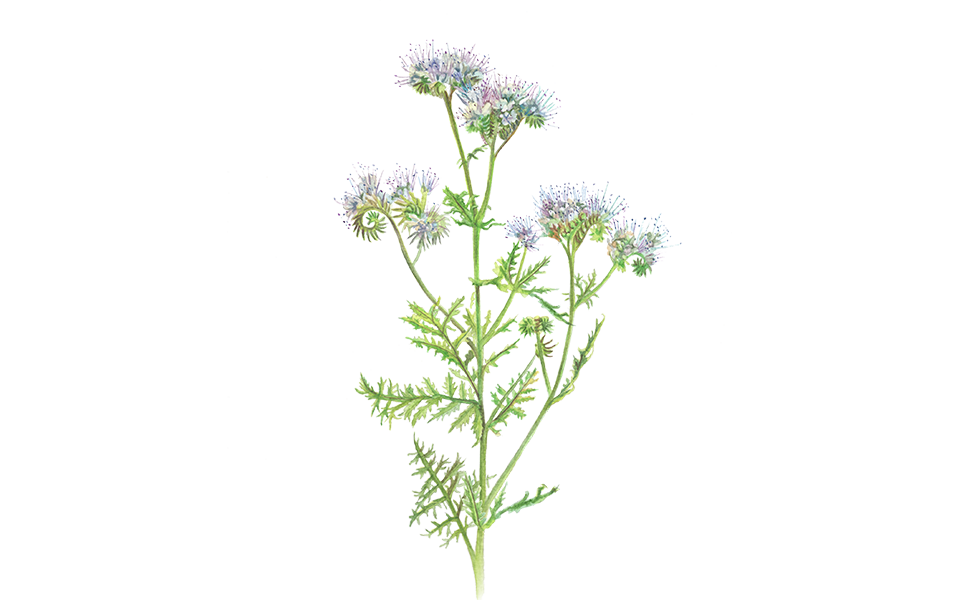 Gründünger Phacelia