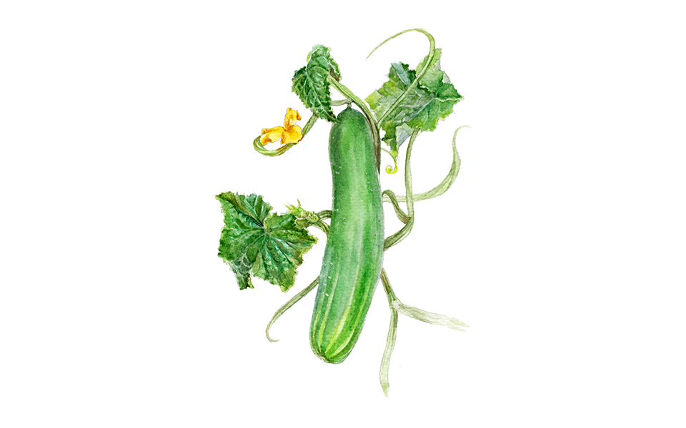 Illustration Gurke "Tanja"