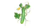 Illustration Gurke "Tanja"