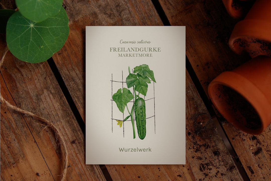 Saatguttütchen Gurke "Marketmore"