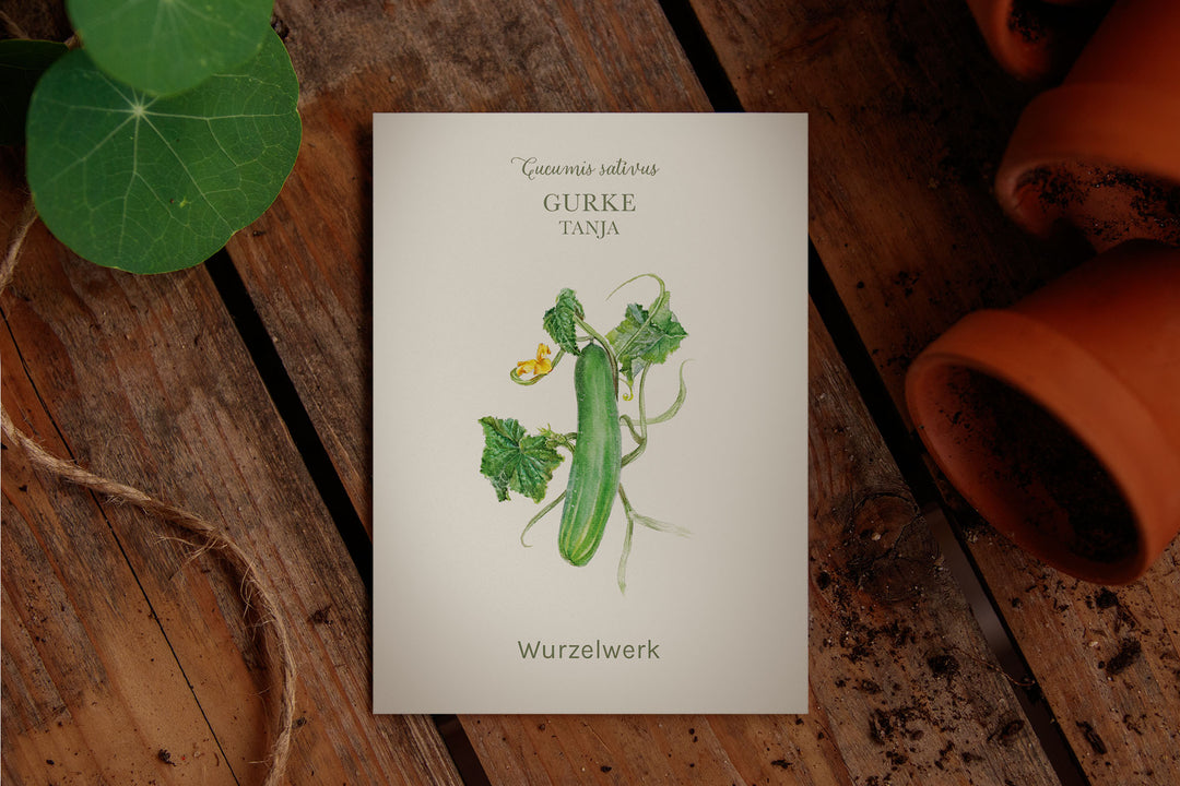 Saatguttütchen Gurke "Tanja"