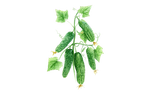 Illustration Gurke "Vorgebirgstrauben"