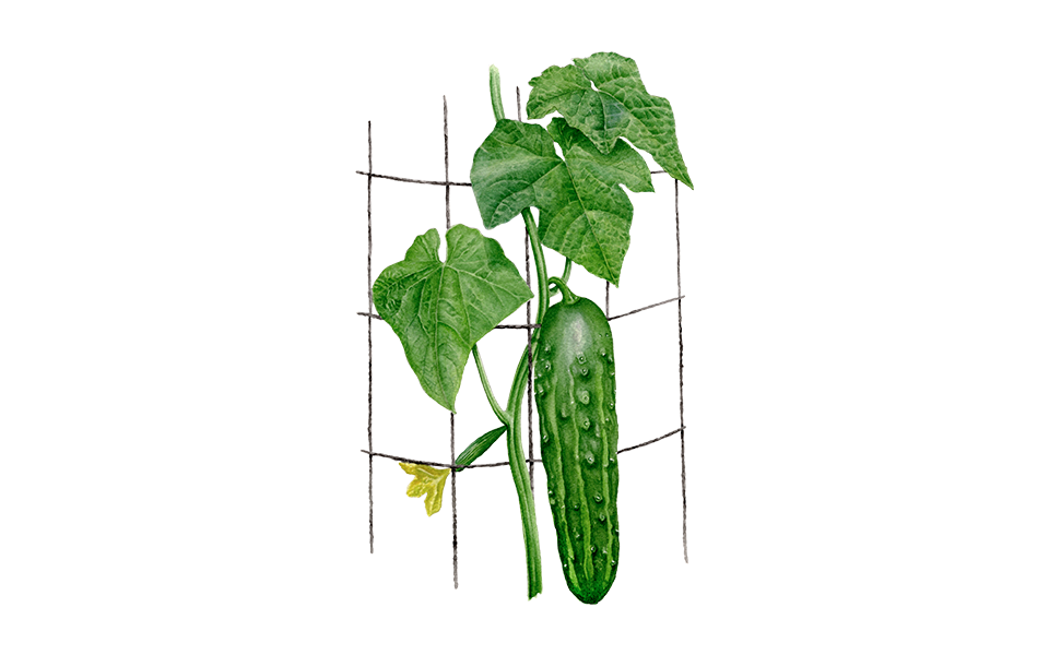 Illustration Gurke