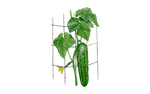 Illustration Gurke