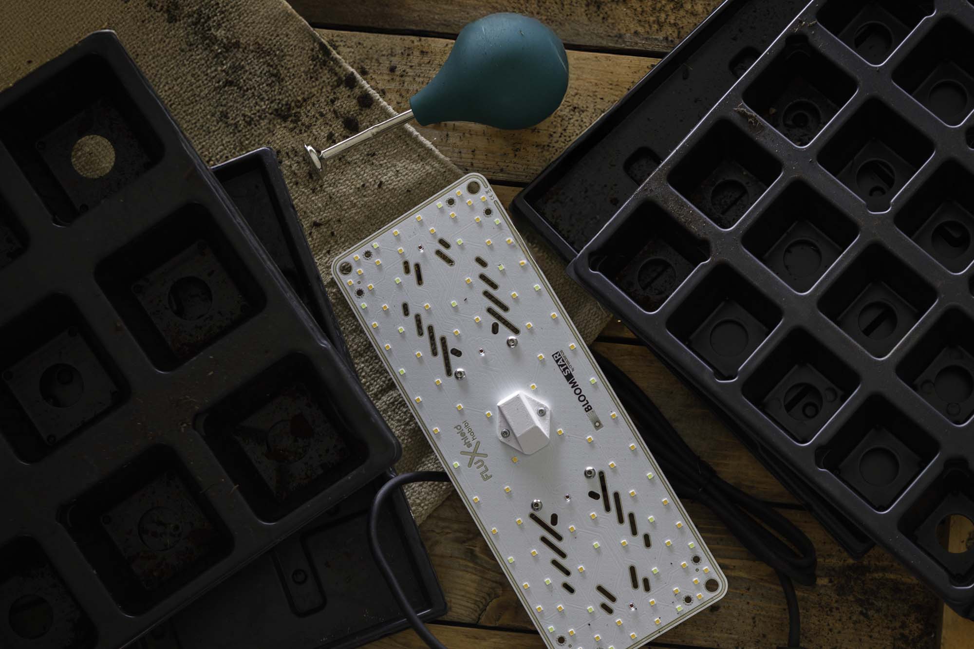 Jungpflanzen Anzucht-Set