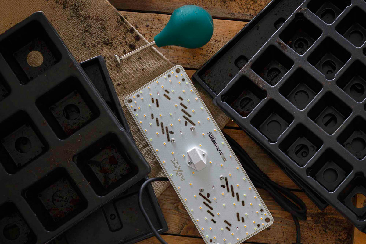 Jungpflanzen Anzucht-Set bestehend aus Pflanzlampe, Ballbrause und Quickpots