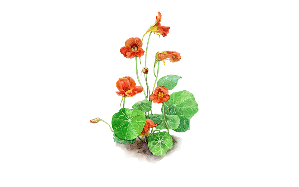 Illustration Kapuzinerkresse