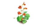 Illustration Kapuzinerkresse