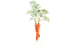 Illustration Möhre