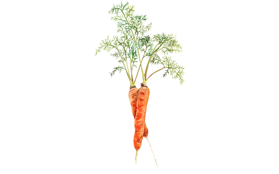 Illustration Möhre