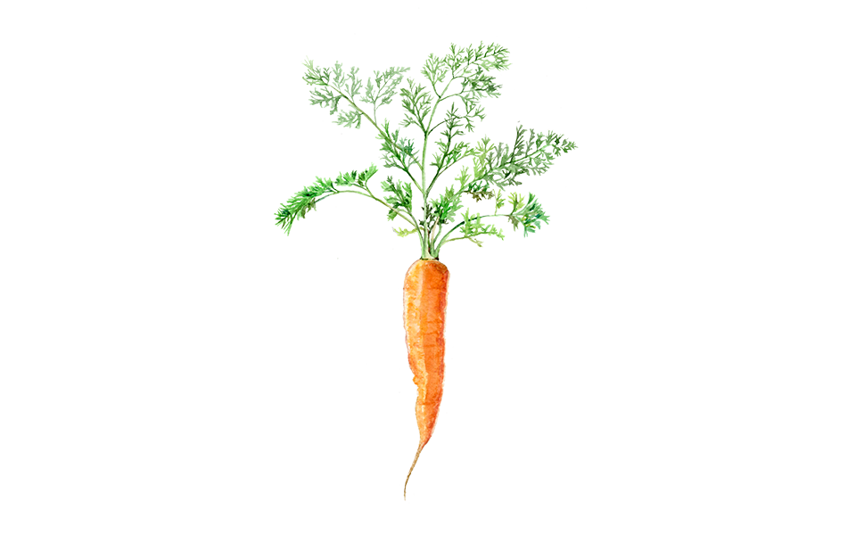 Illustration Karotte "Treenetaler"