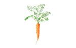 Illustration Karotte "Treenetaler"