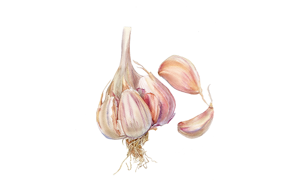 Pflanzknoblauch ‘Ljubascha’: Bio-Pflanzgut aus Erhaltungsanbau